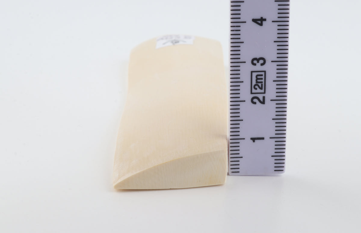 White mammoth ivory segment