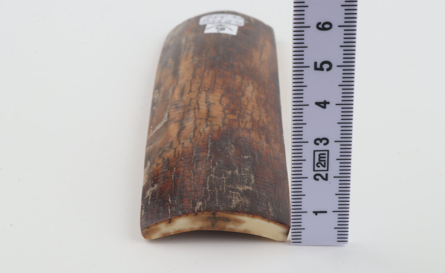 Brown-caramel mammoth bark