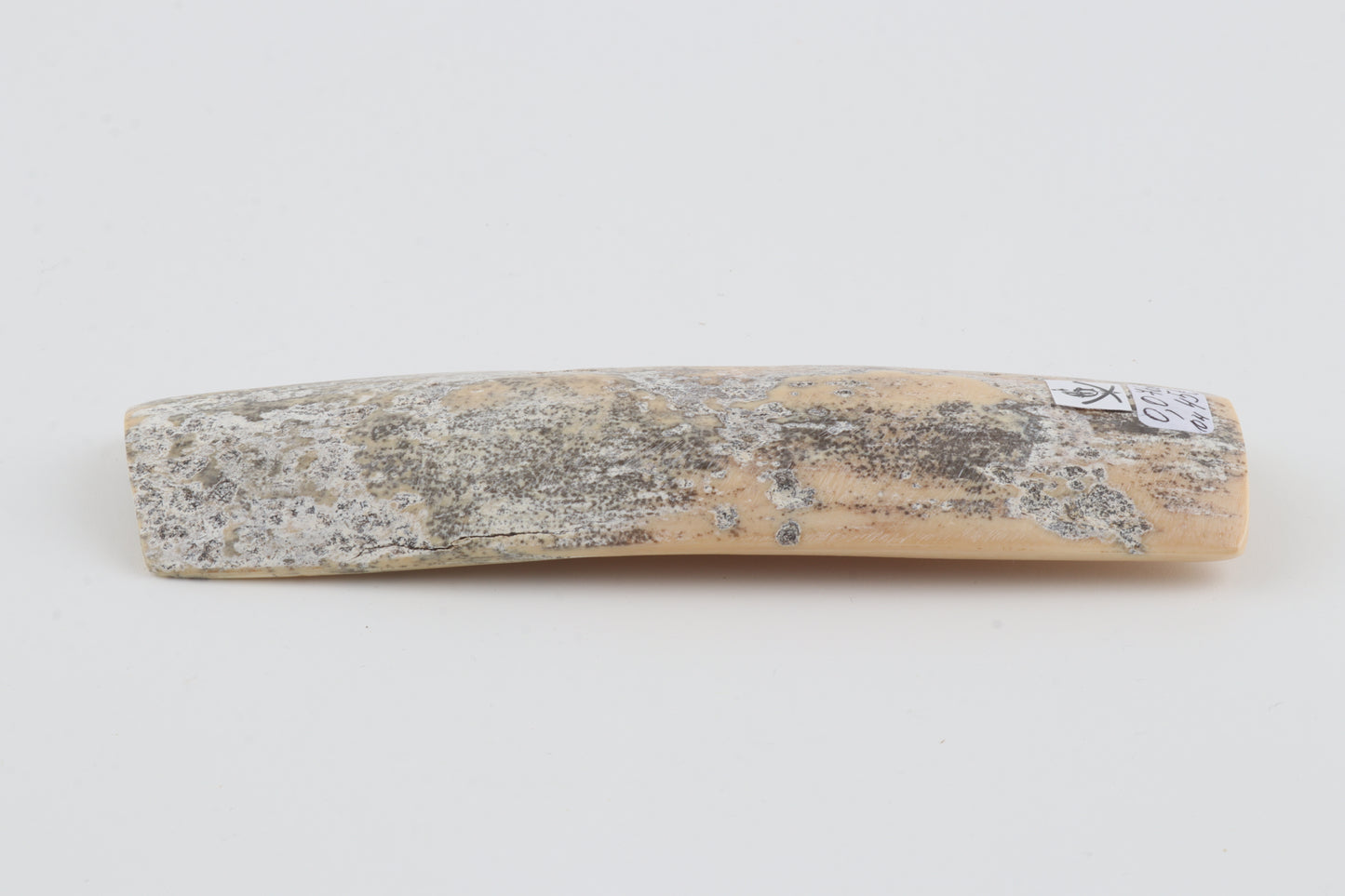 Grey-white mammoth bark