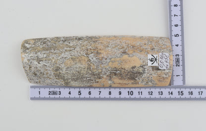 Grey-white mammoth bark