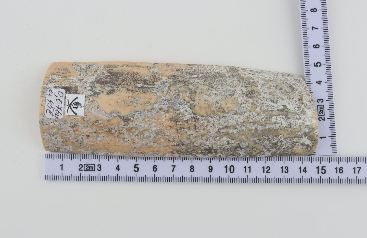 Grey-white mammoth bark