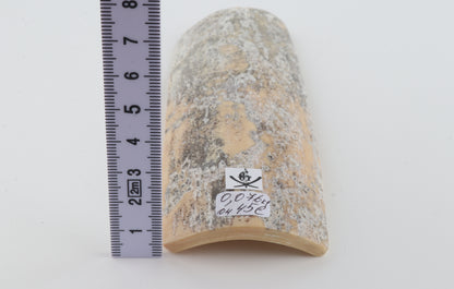 Grey-white mammoth bark