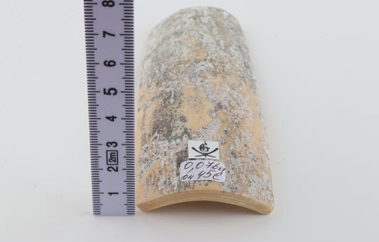 Grey-white mammoth bark