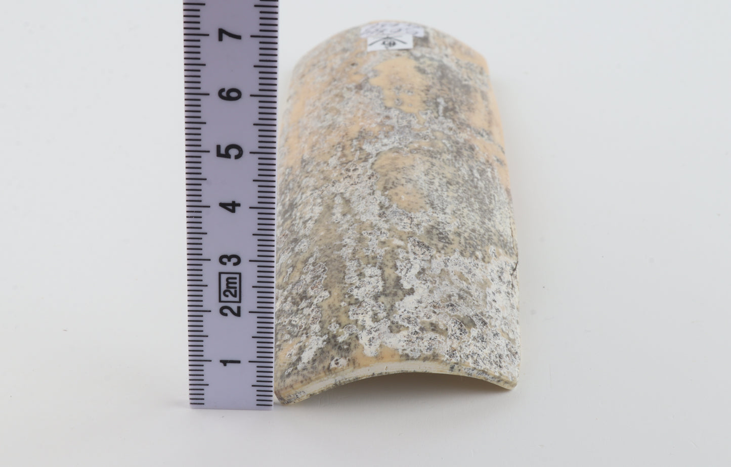 Grey-white mammoth bark