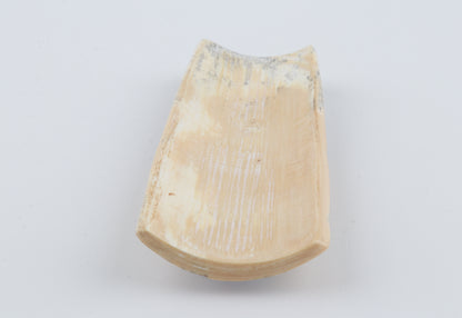 Grey-white mammoth bark