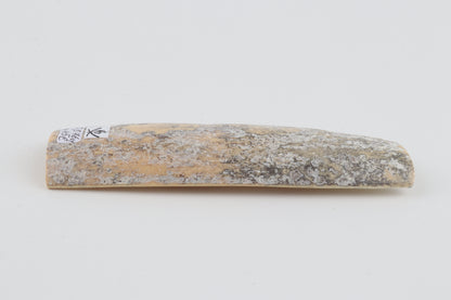 Grey-white mammoth bark