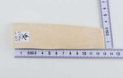 White mammoth ivory segment