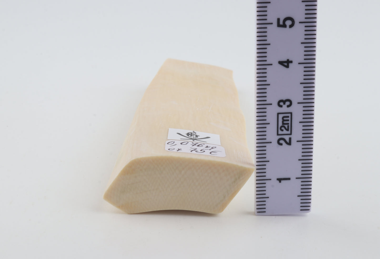 White mammoth ivory segment