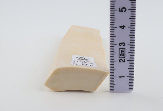 White mammoth ivory segment