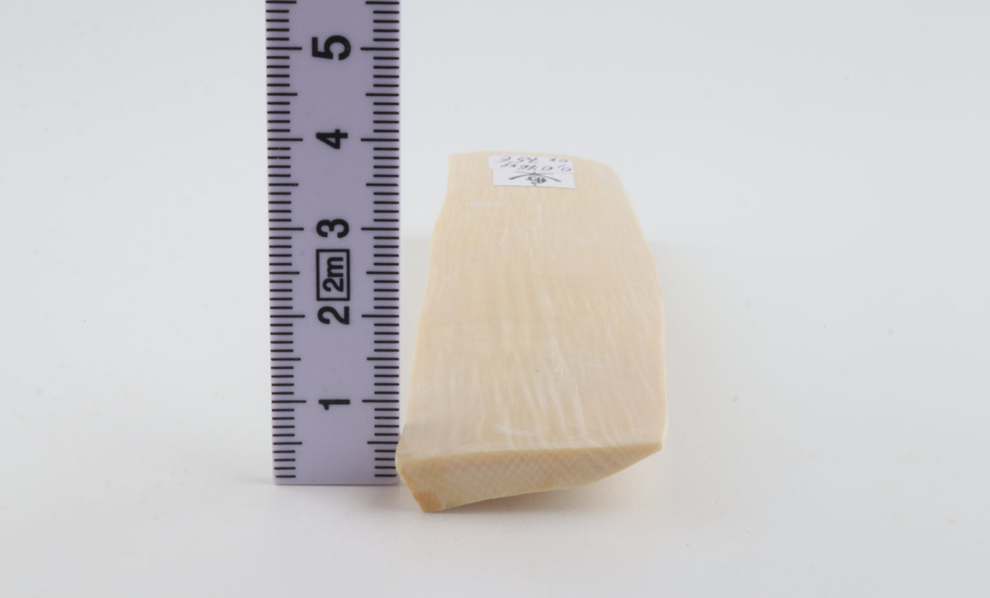 White mammoth ivory segment