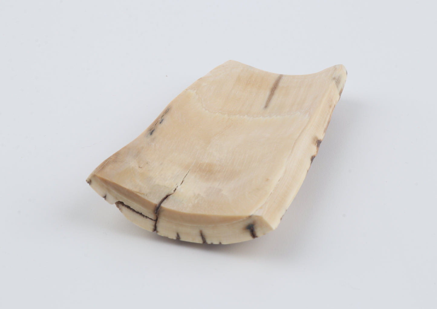 White-brown mammoth bark
