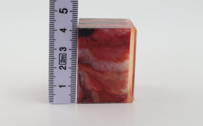 Stabilised mammoth molar piece