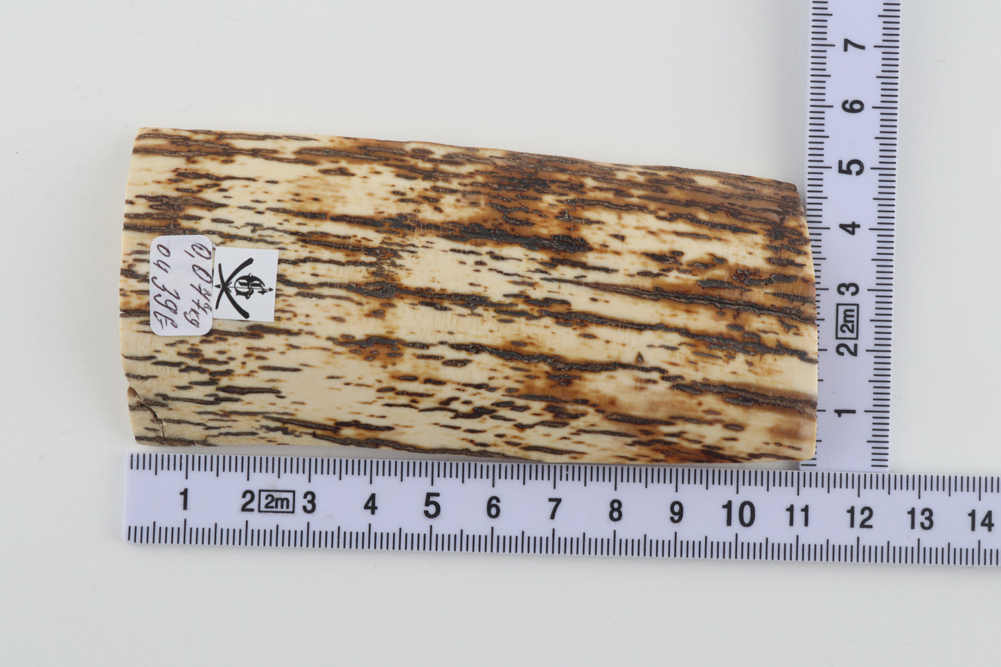 White-brown mammoth bark