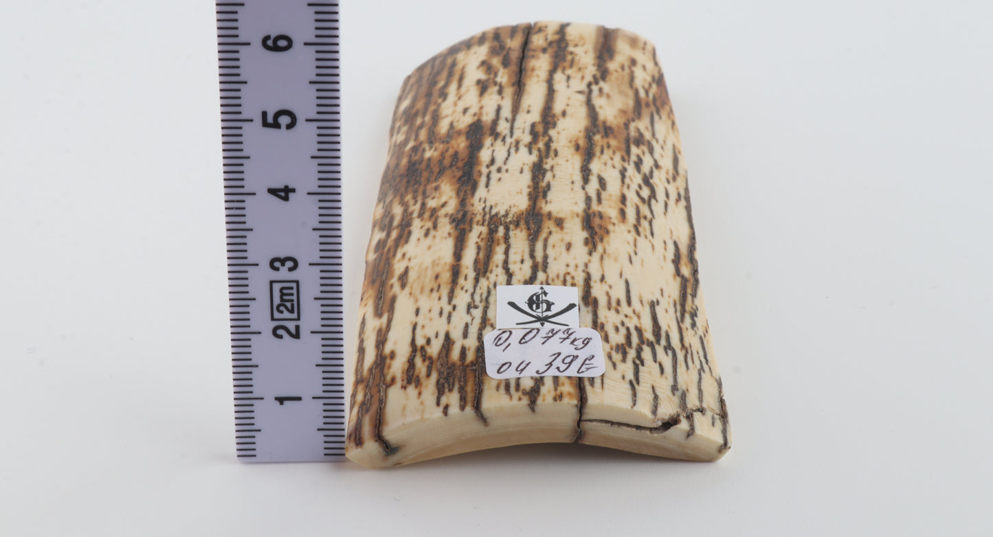 White-brown mammoth bark
