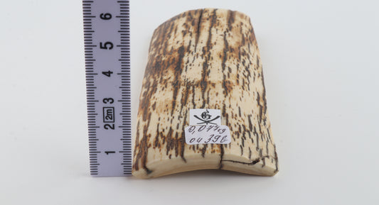 White-brown mammoth bark