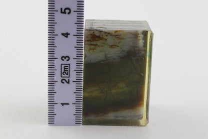 Stabilized mammoth molar piece