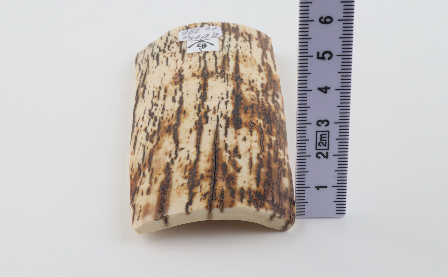 White-brown mammoth bark