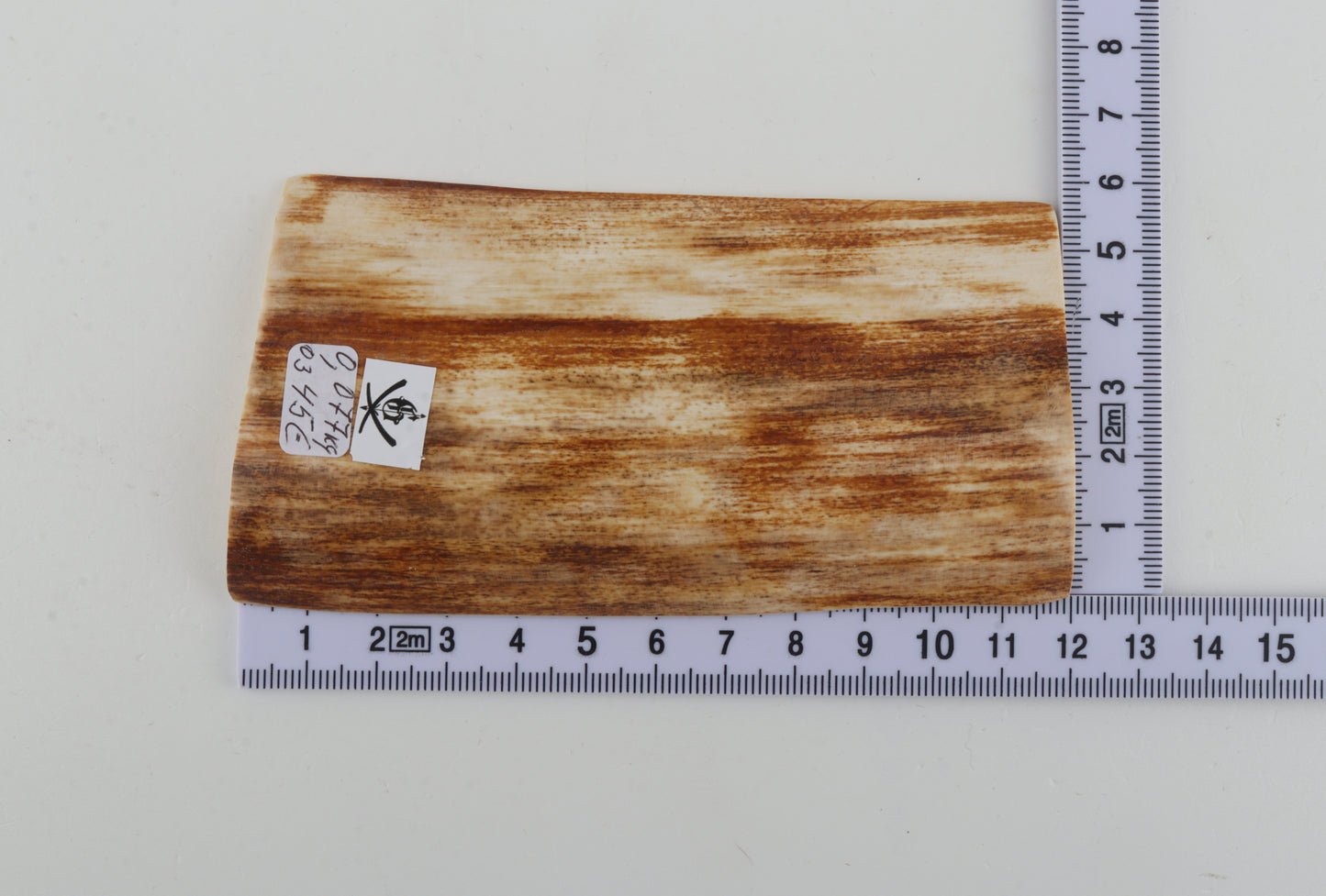 Orange-white mammoth bark