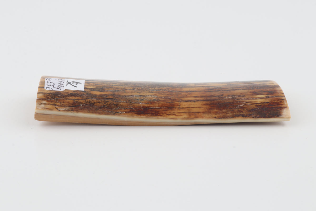 Brown mammoth bark