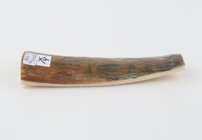 Brown-green mammoth bark