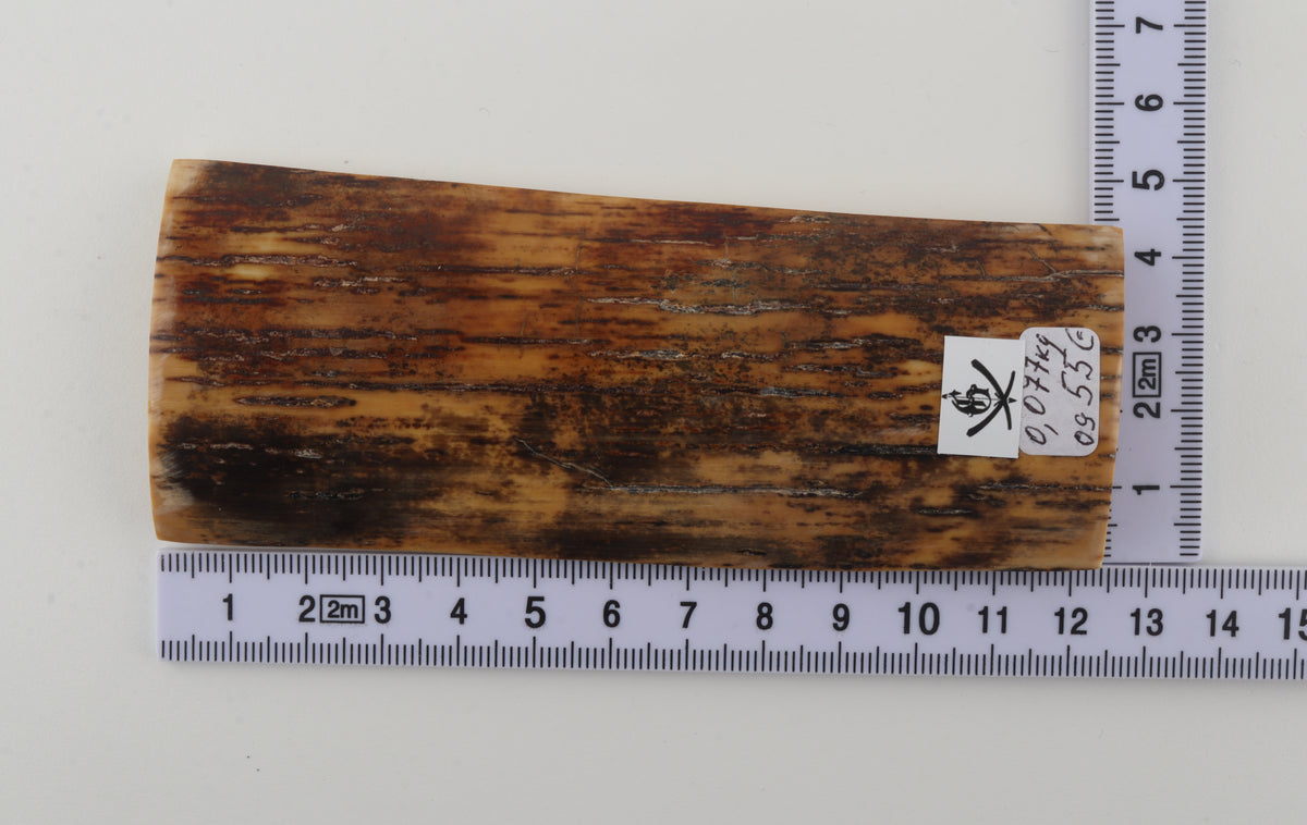 Brown mammoth bark