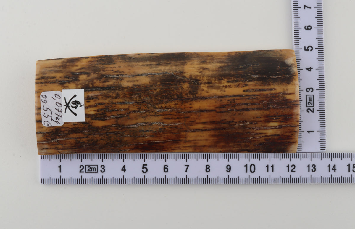 Brown mammoth bark