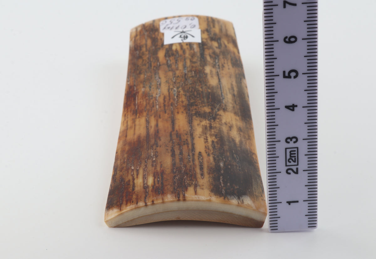 Brown mammoth bark