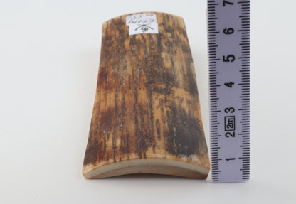 Brown mammoth bark