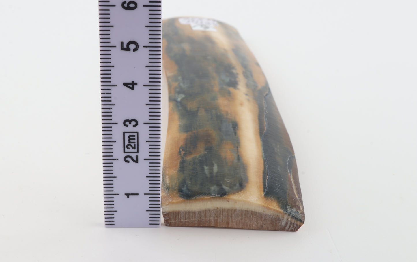 Mustard-blue mammoth bark