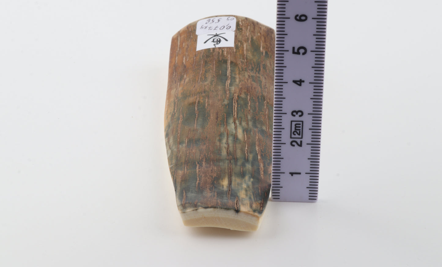 Brown-green mammoth bark