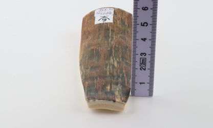 Brown-green mammoth bark