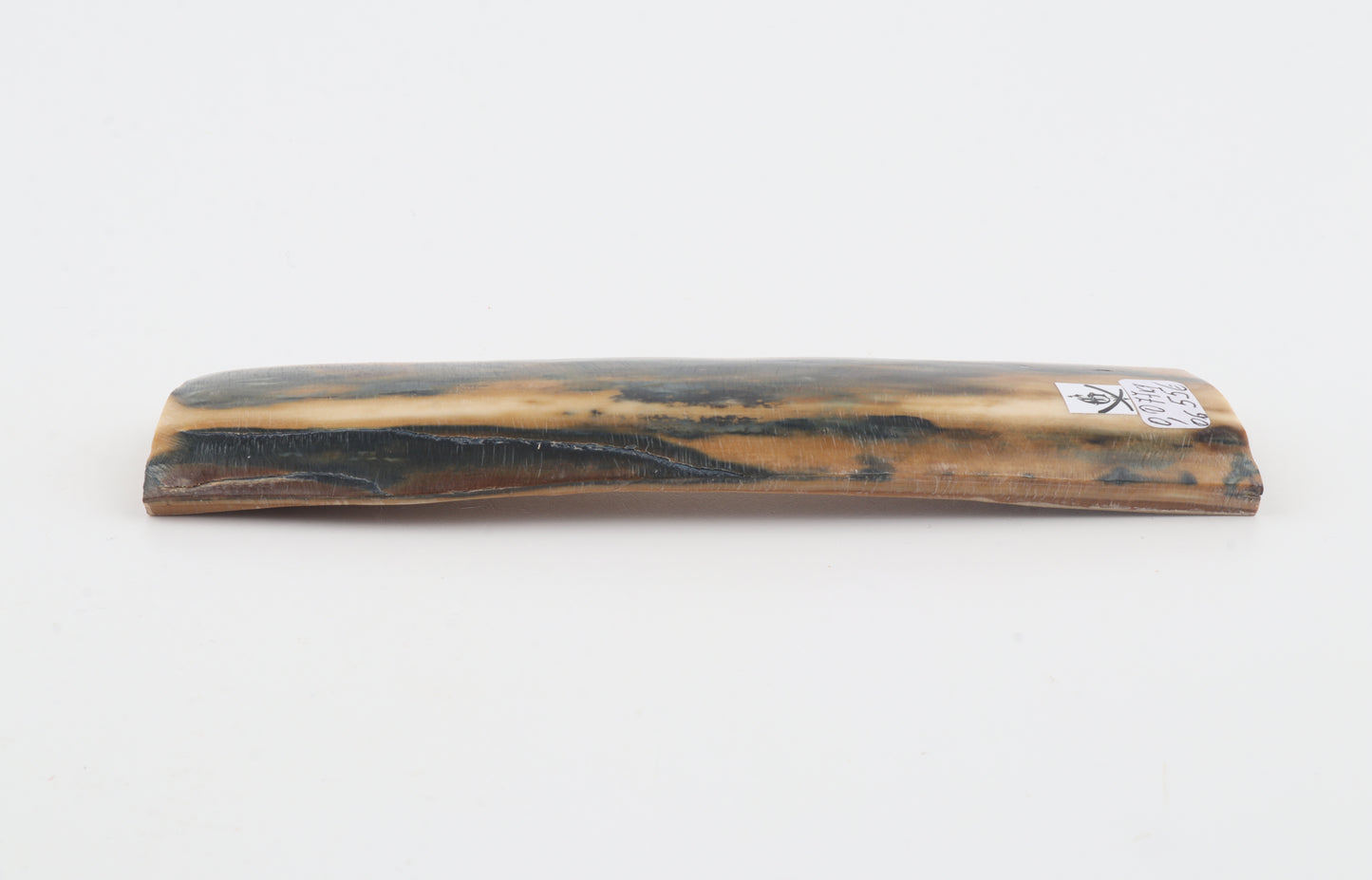 Mustard-blue mammoth bark