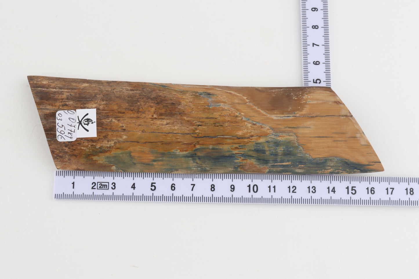 Blue-mustard mammoth bark