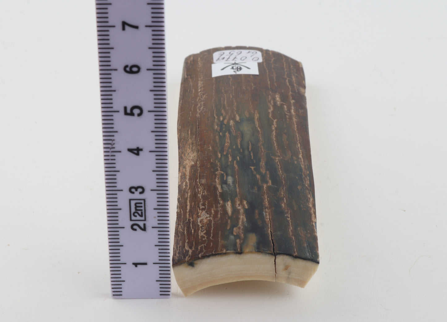 Brown-blue mammoth bark