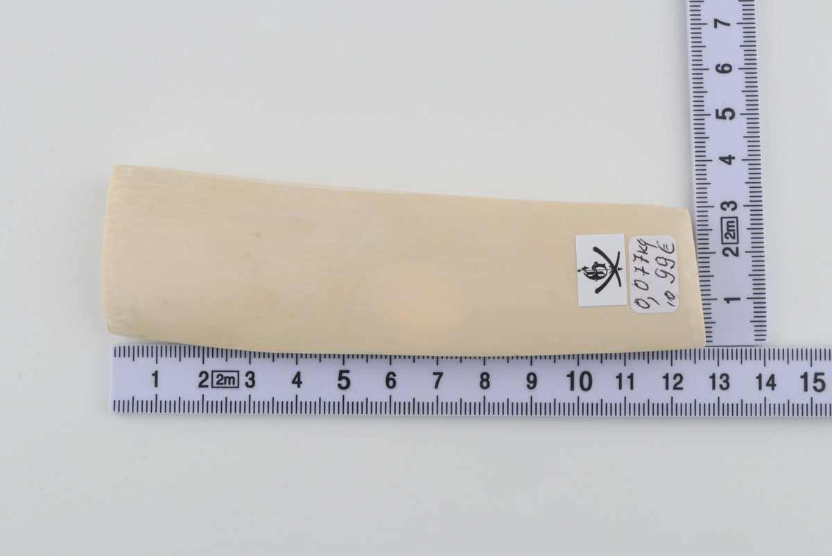 White mammoth ivory segment