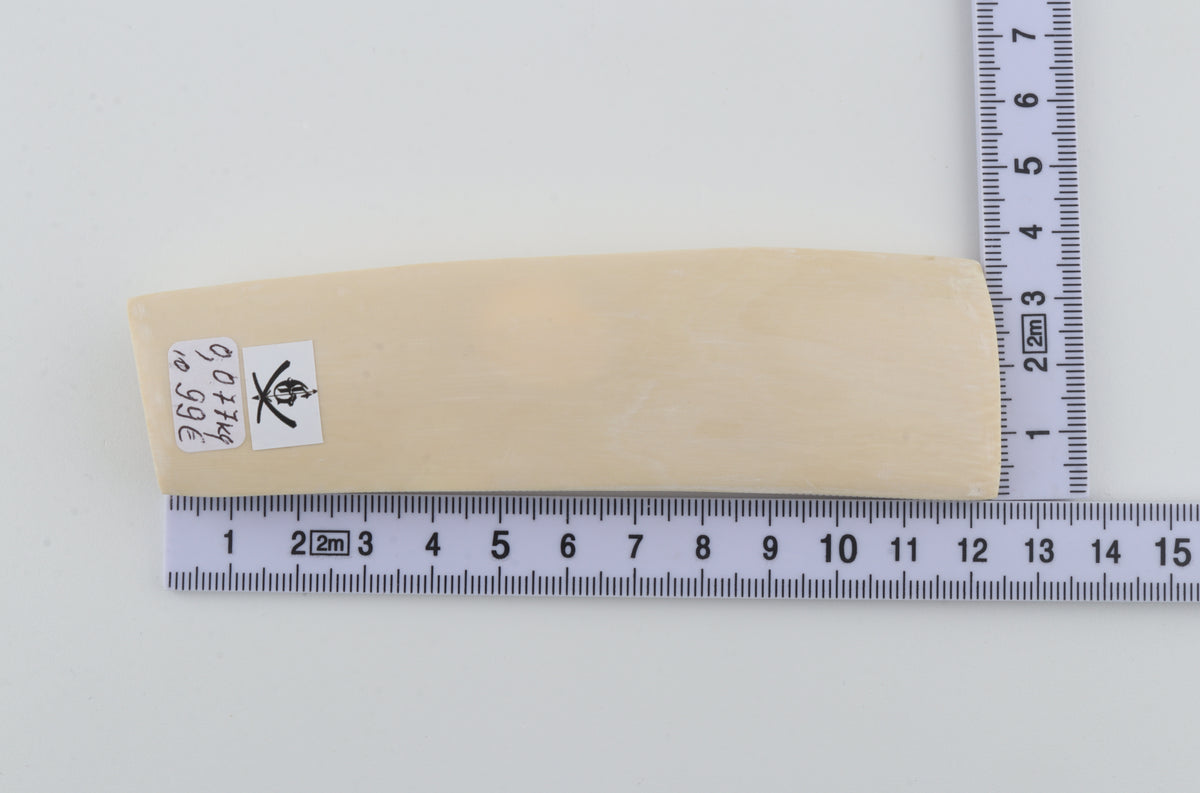 White mammoth ivory segment