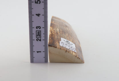 Natural mammoth ivory piece