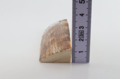 Natural mammoth ivory piece