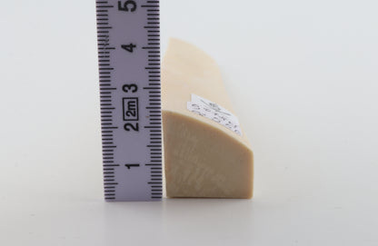 White mammoth ivory segment