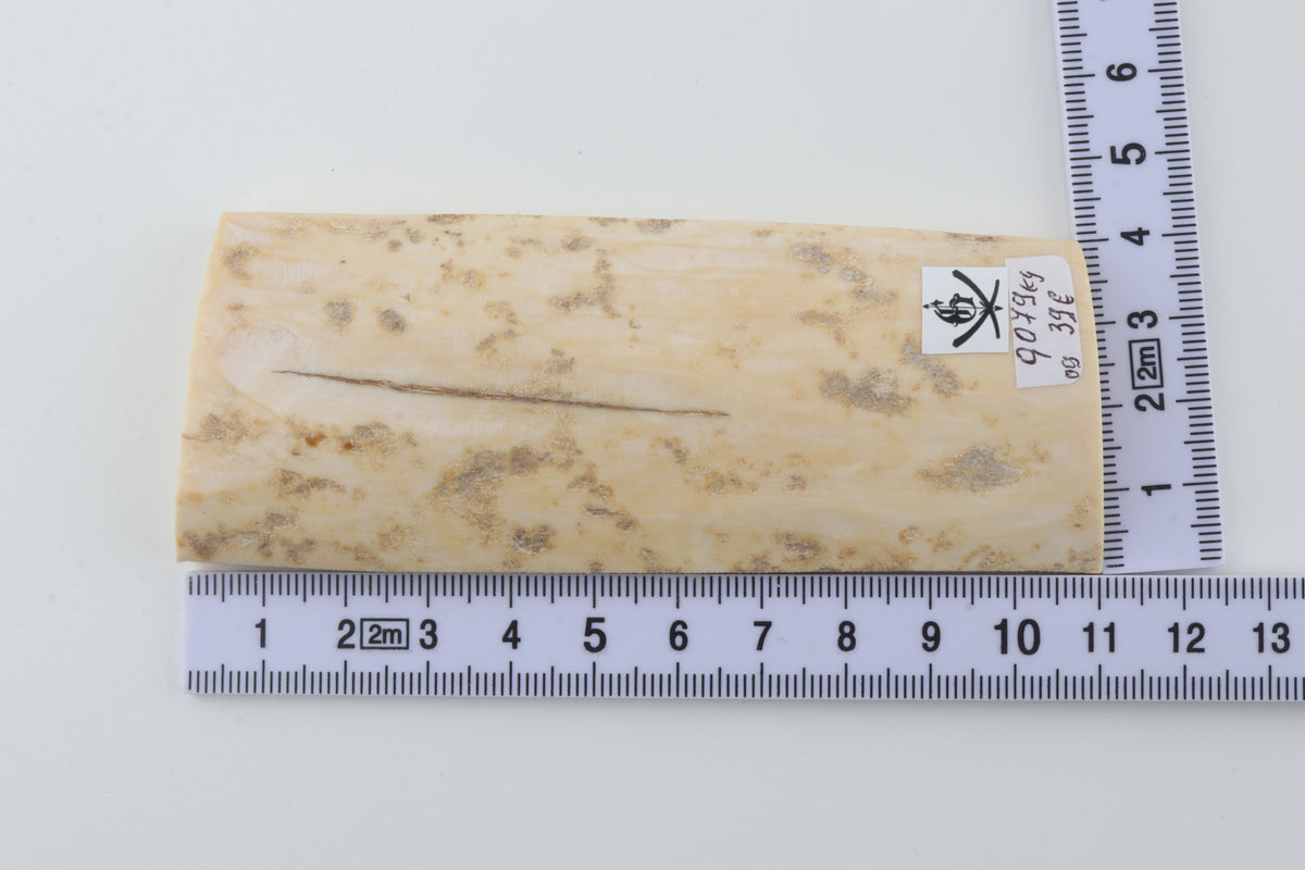 Creme-ivory mammoth bark
