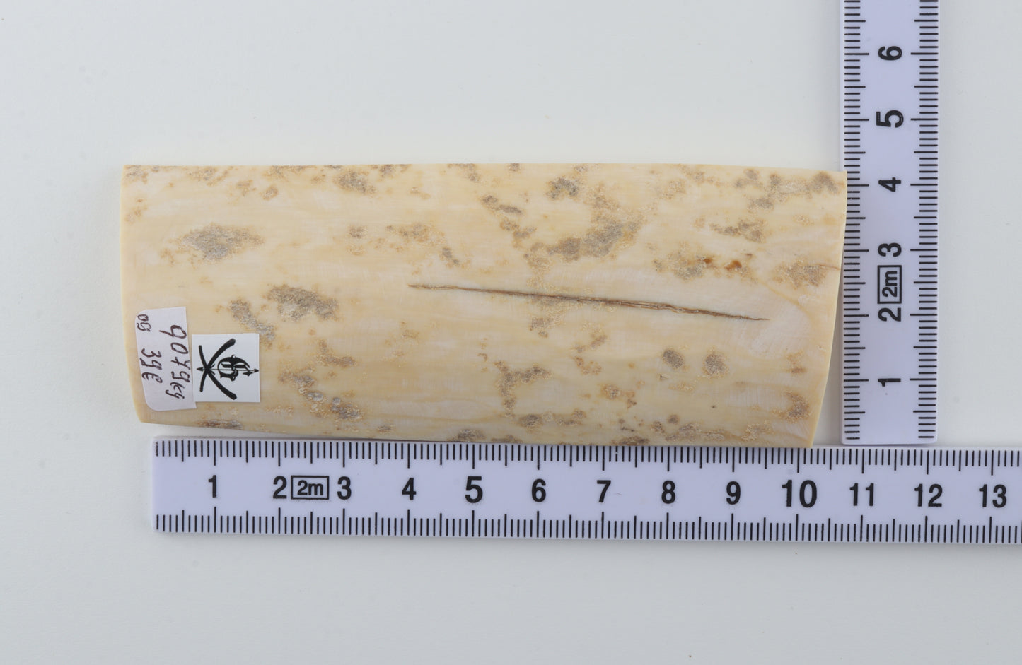 Creme-ivory mammoth bark