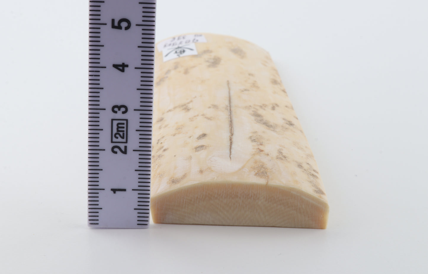 Creme-ivory mammoth bark