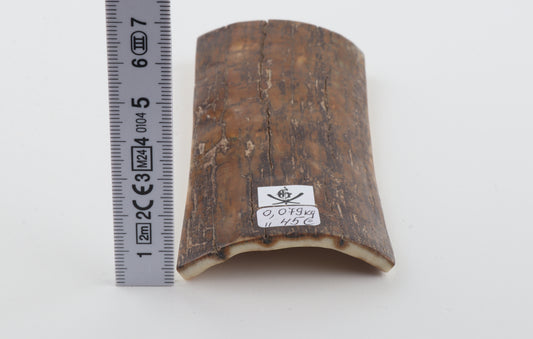 Brown mammoth bark