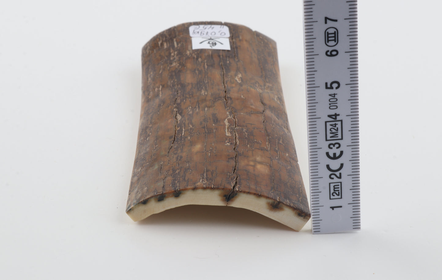 Brown mammoth bark