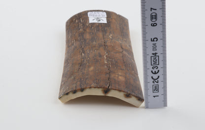 Brown mammoth bark