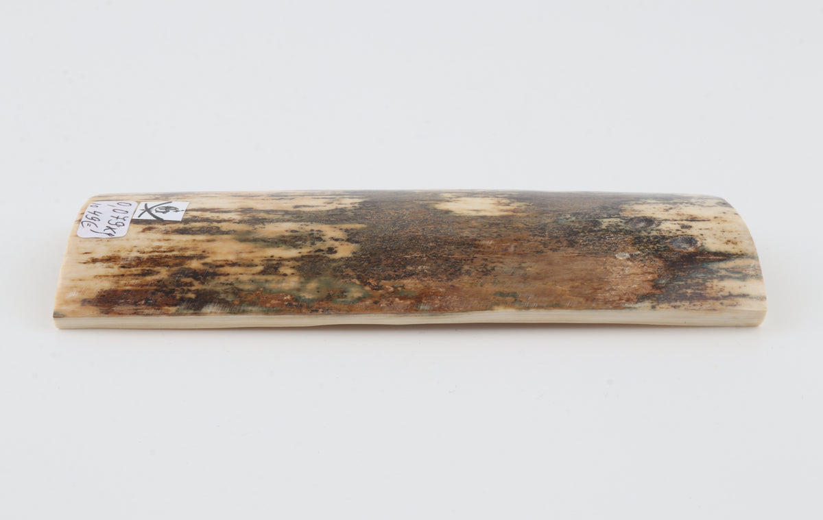 Brown-cream mammoth bark