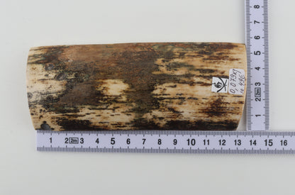 Brown-cream mammoth bark