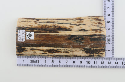 Brown-white mammoth bark