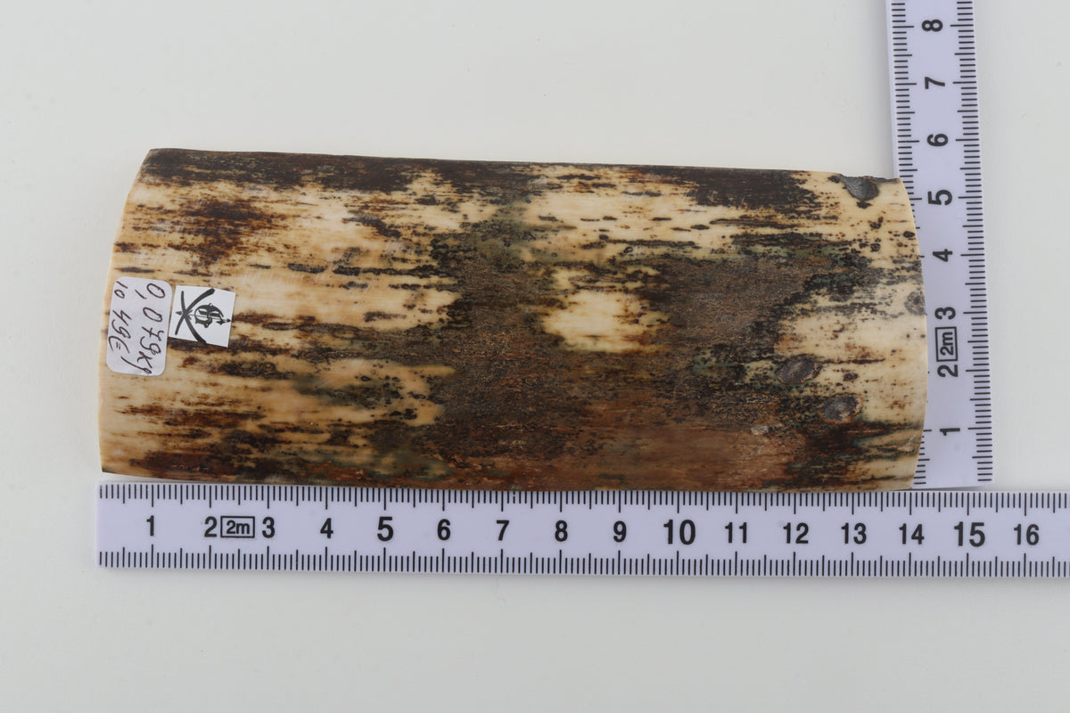 Brown-cream mammoth bark
