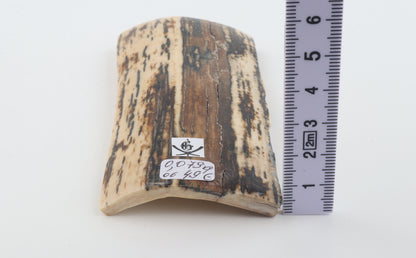 Brown-white mammoth bark